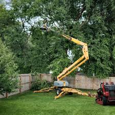 Reliable Gold River, CA Tree Services Solutions