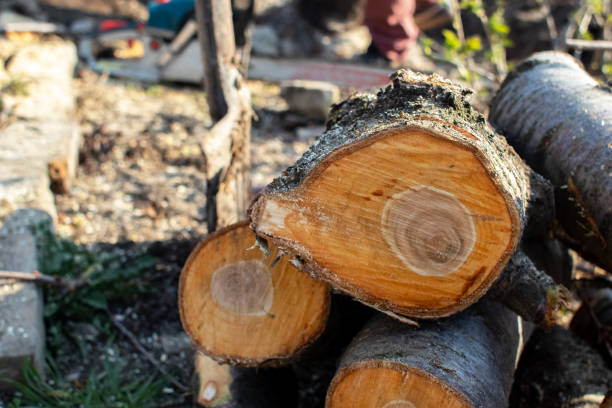 How Our Tree Care Process Works  in  Gold River, CA