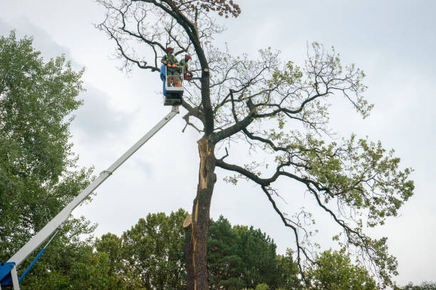 Best Tree Removal  in Gold River, CA